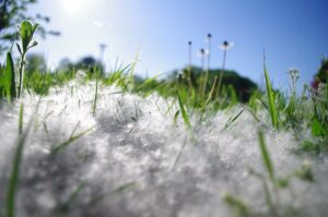 Prognoza dla alergików